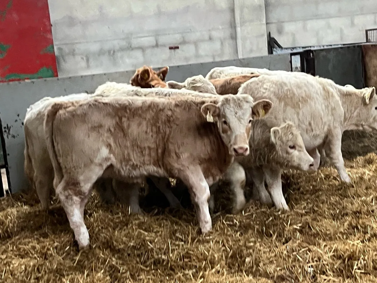 Super 300Kg CH Heifer Weanlings - Image 3