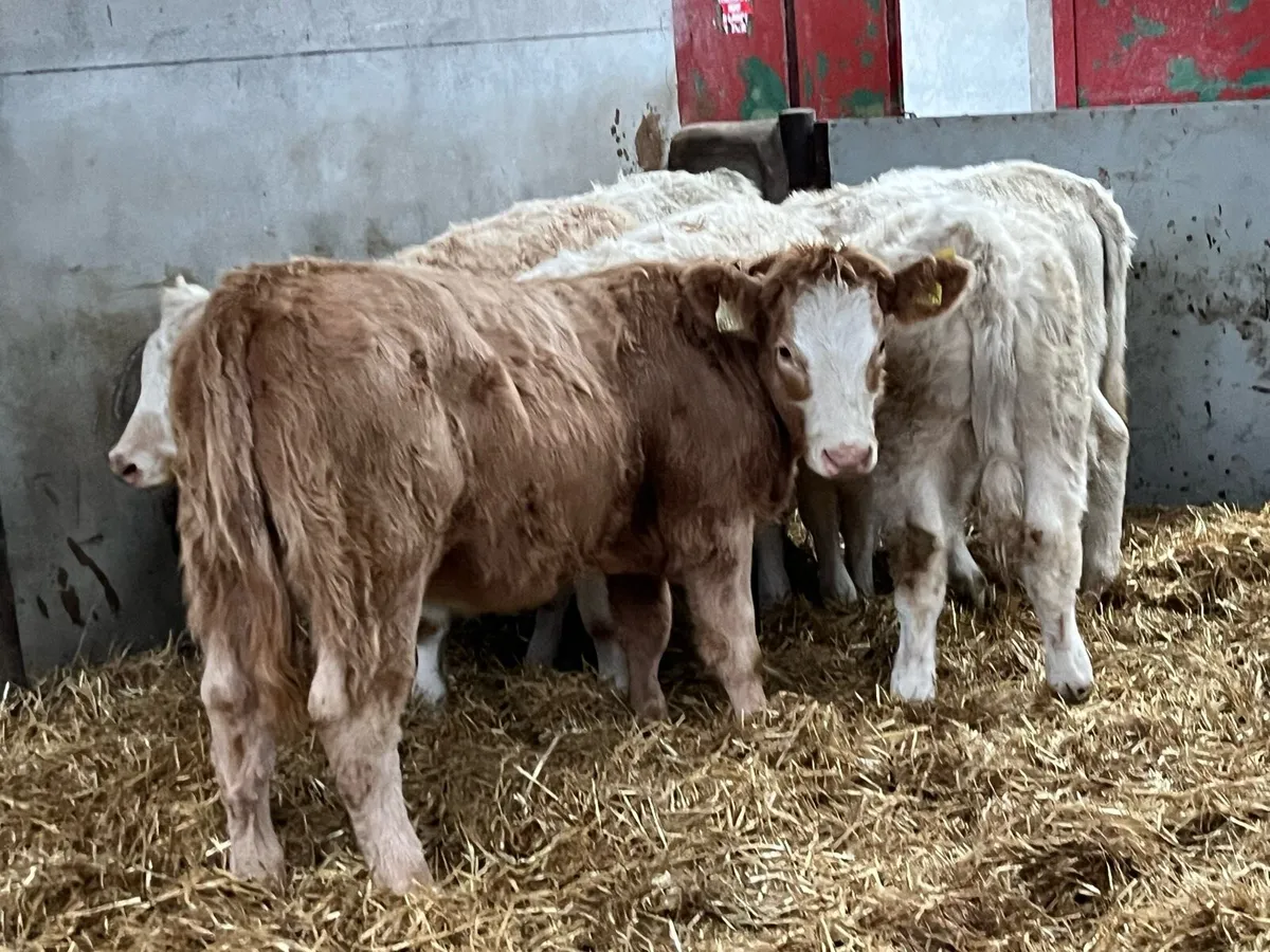 Super 300Kg CH Heifer Weanlings - Image 4