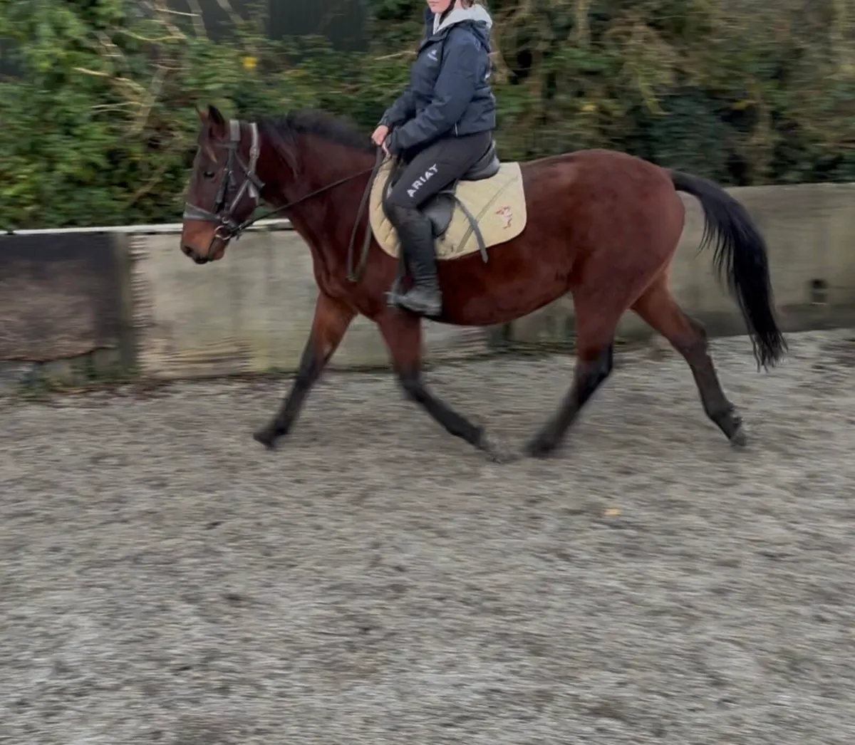 VERY QUIET STARTER PONY - Image 1