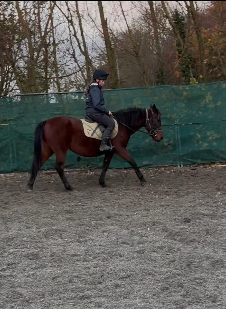 VERY QUIET STARTER PONY - Image 2