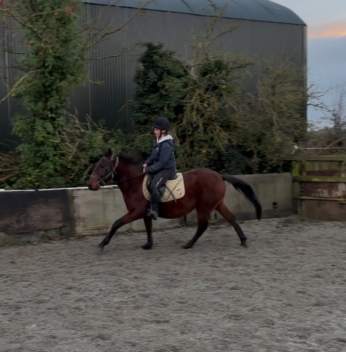 VERY QUIET STARTER PONY - Image 3