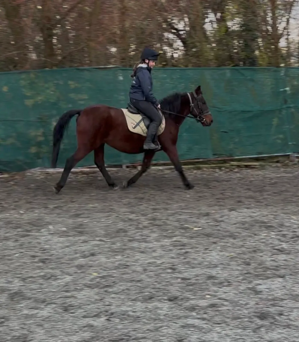 VERY QUIET STARTER PONY - Image 4