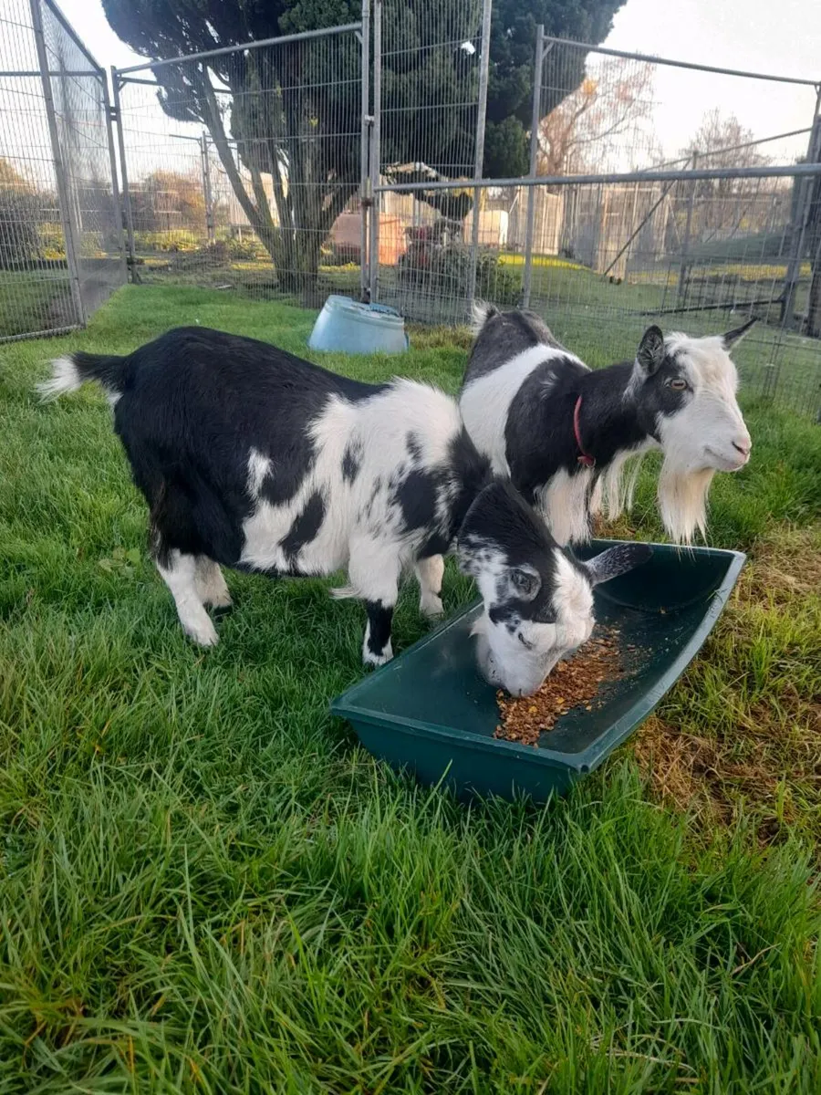 Nanny pygmy goats purebred and dehorned - Image 1
