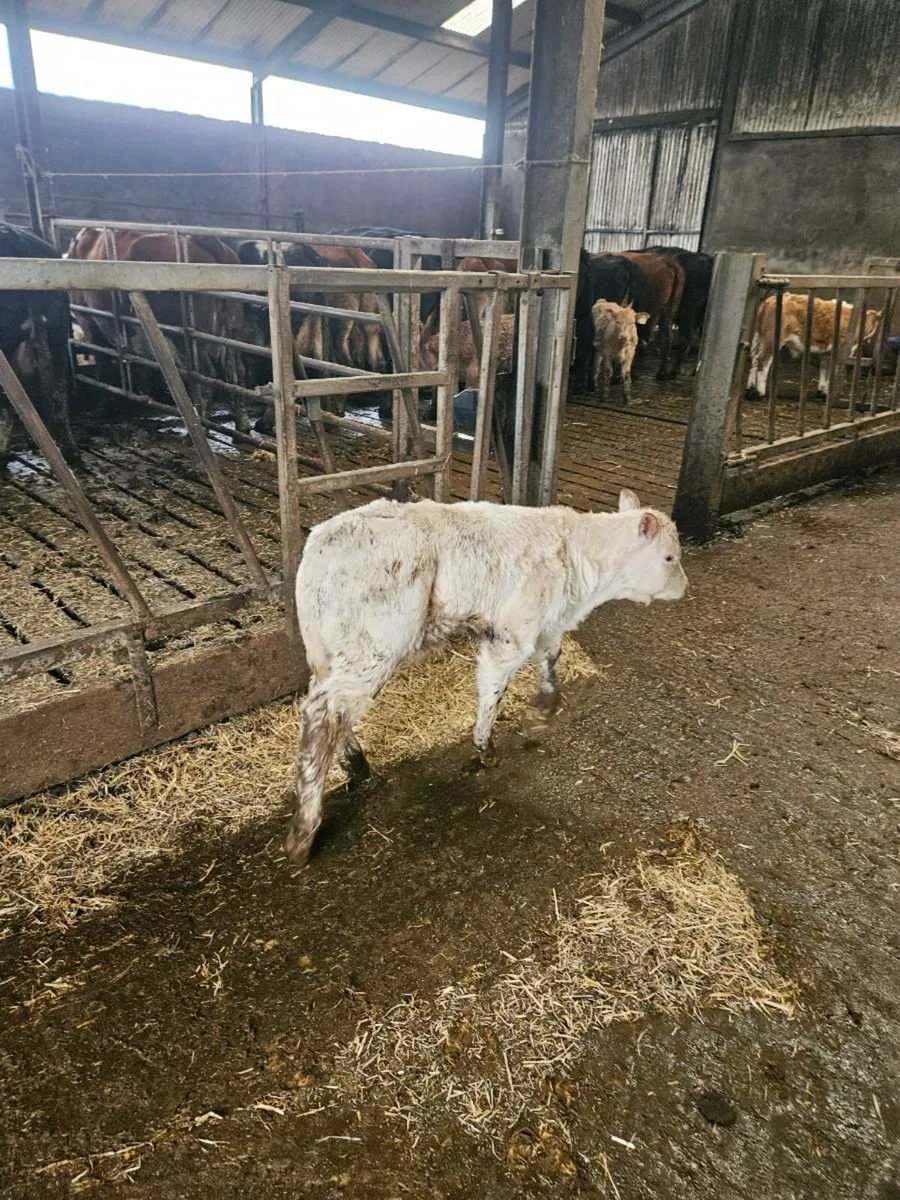 Foster calf - Image 1