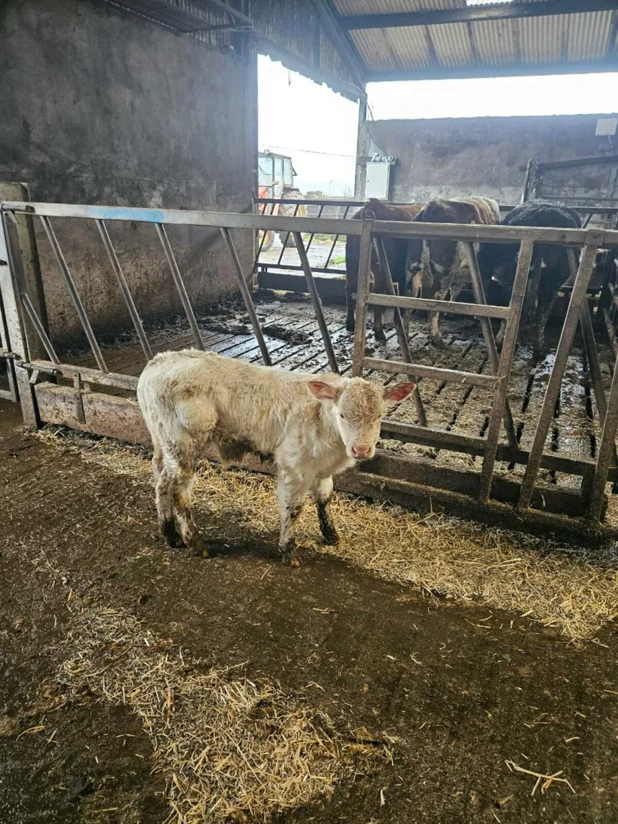 Foster calf - Image 2