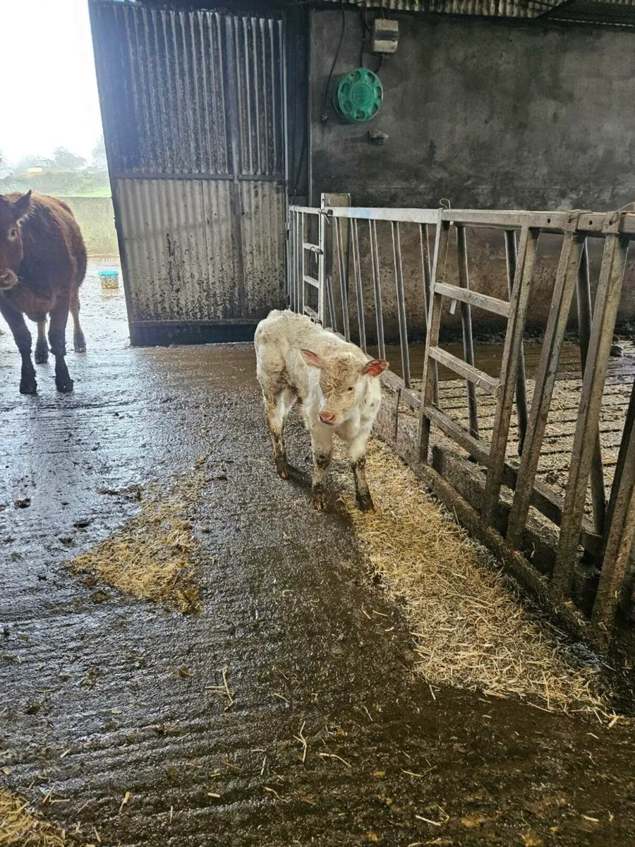 Foster calf - Image 3