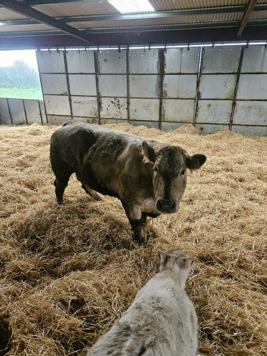 Foster calf - Image 4