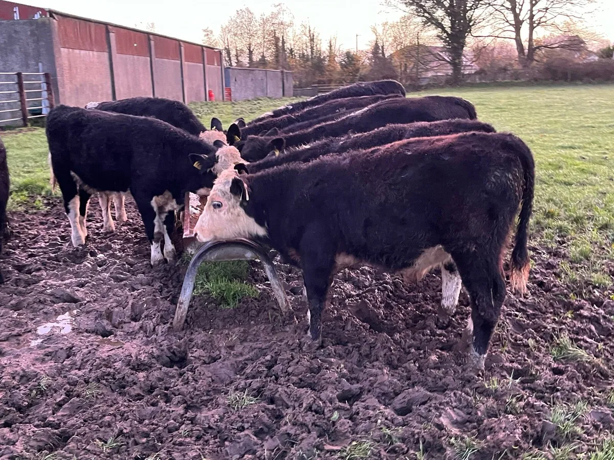 Proper Outlier AA & HE Bull Weanlings - Image 1