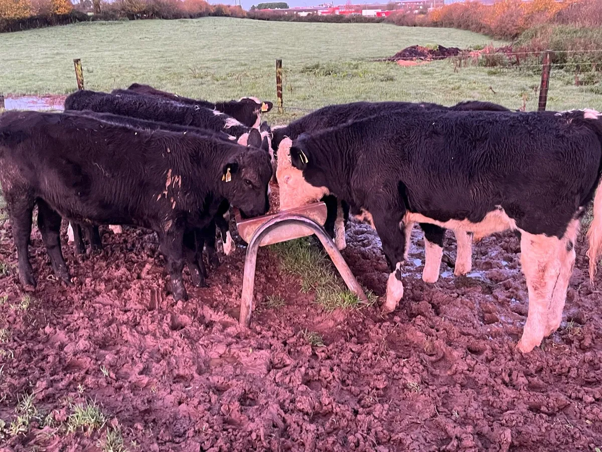 Proper Outlier AA & HE Bull Weanlings - Image 2