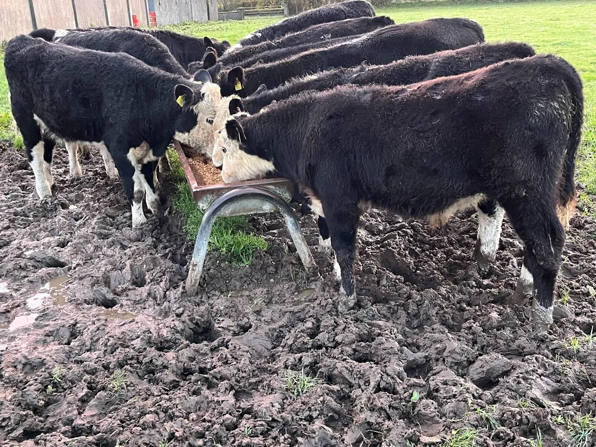 Proper Outlier AA & HE Bull Weanlings - Image 3