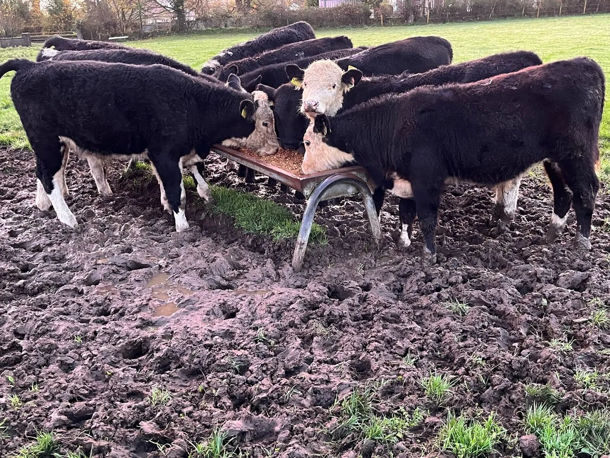 Proper Outlier AA & HE Bull Weanlings - Image 4