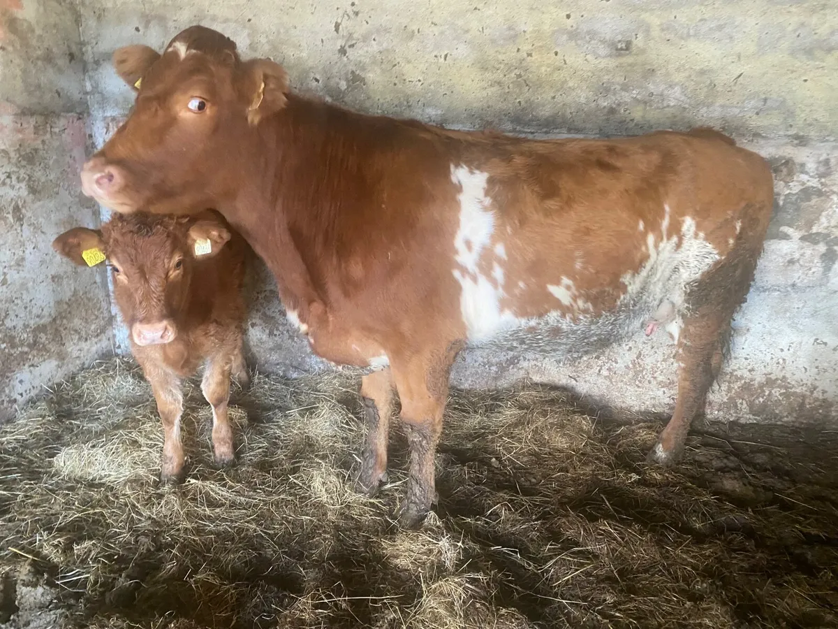 BB roan heifer with lim heifer calf - Image 2