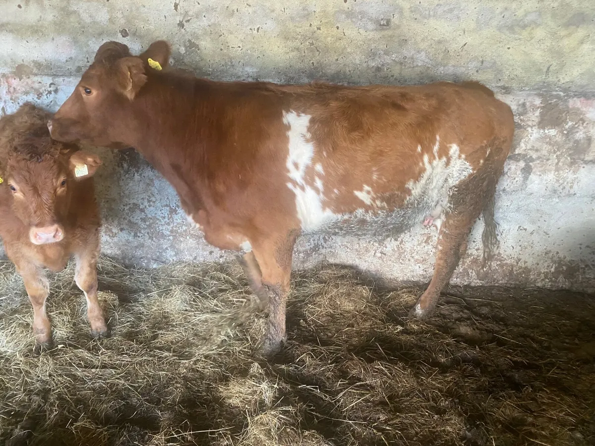 BB roan heifer with lim heifer calf - Image 3