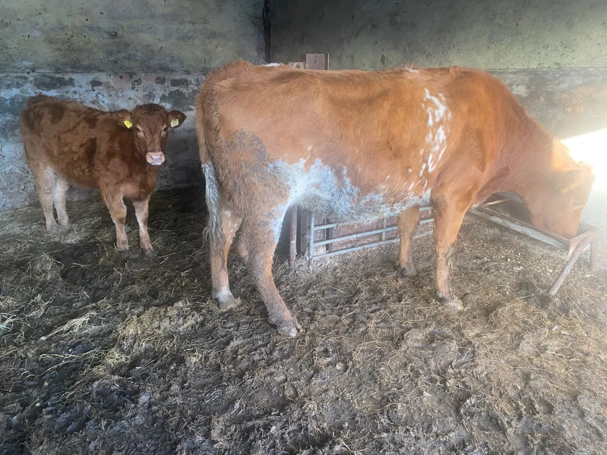 BB roan heifer with lim heifer calf - Image 4