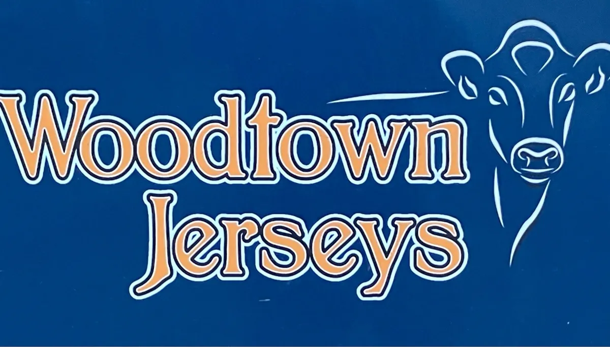 Pure Bred Jersey Cows - Image 1