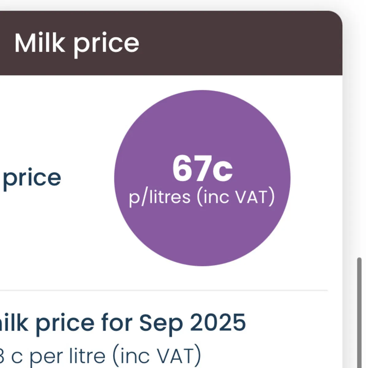 Pure Bred Jersey Cows - Image 2