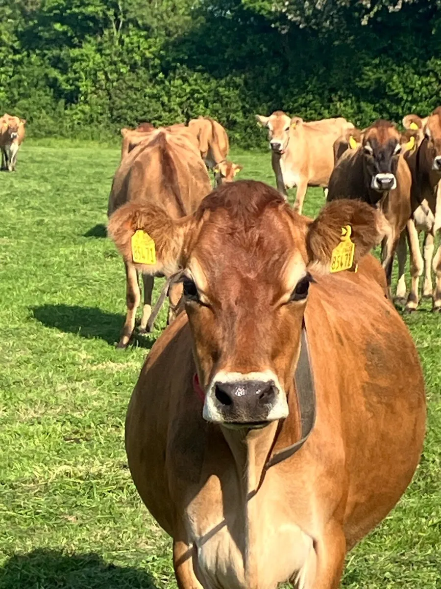Pure Bred Jersey Cows - Image 3
