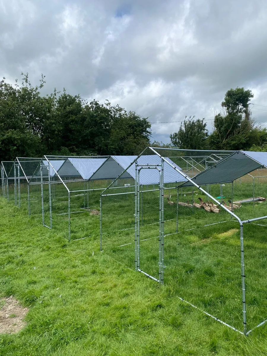 Who likes free things when you buy a Chicken Run? - Image 3