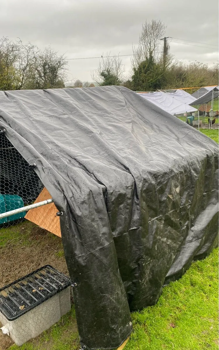 Who likes free things when you buy a Chicken Run? - Image 4