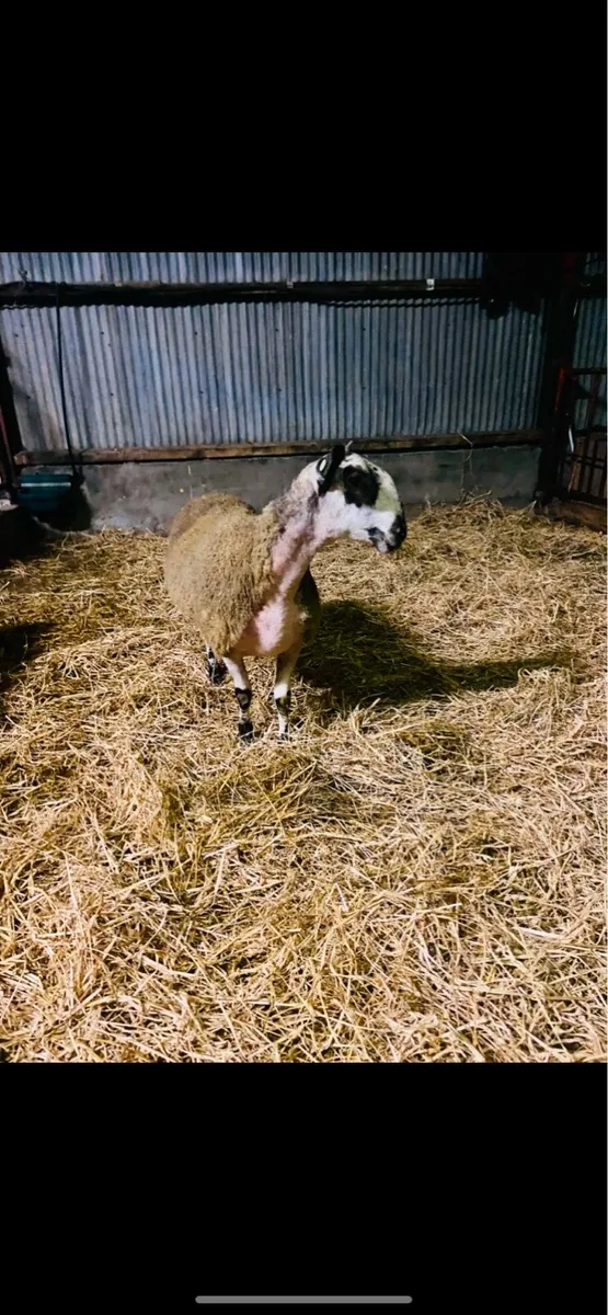 Blue Leicester Ram - Image 2