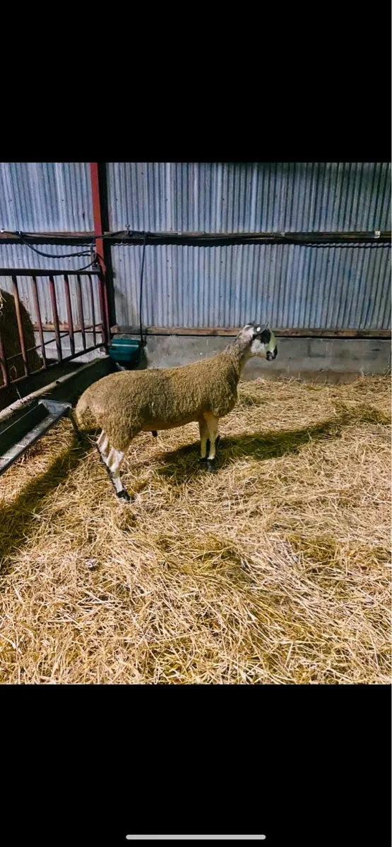 Blue Leicester Ram - Image 3