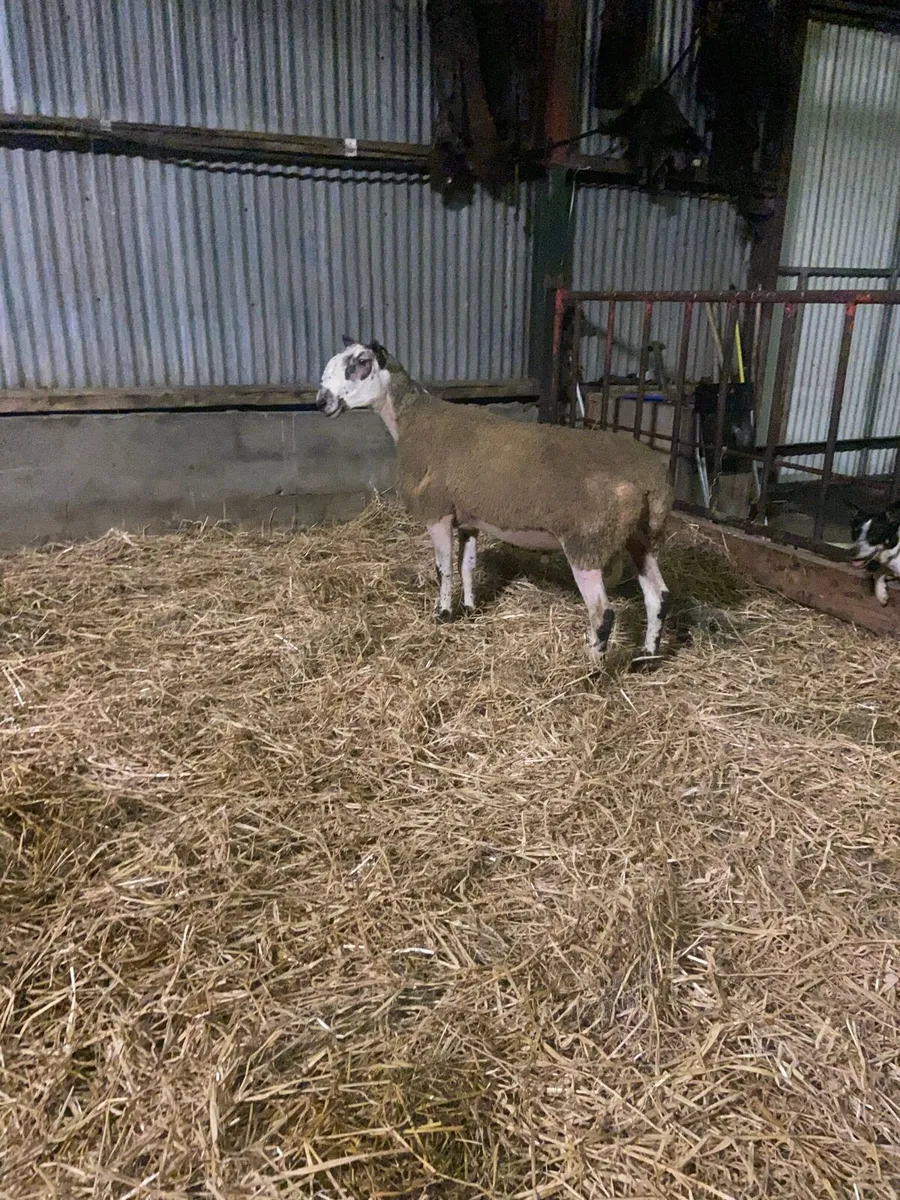 Blue Leicester Ram - Image 4