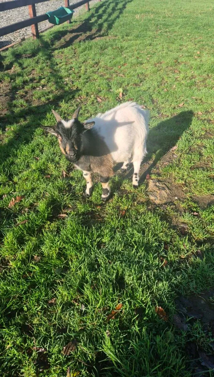 Pygmy puck kid - Image 1