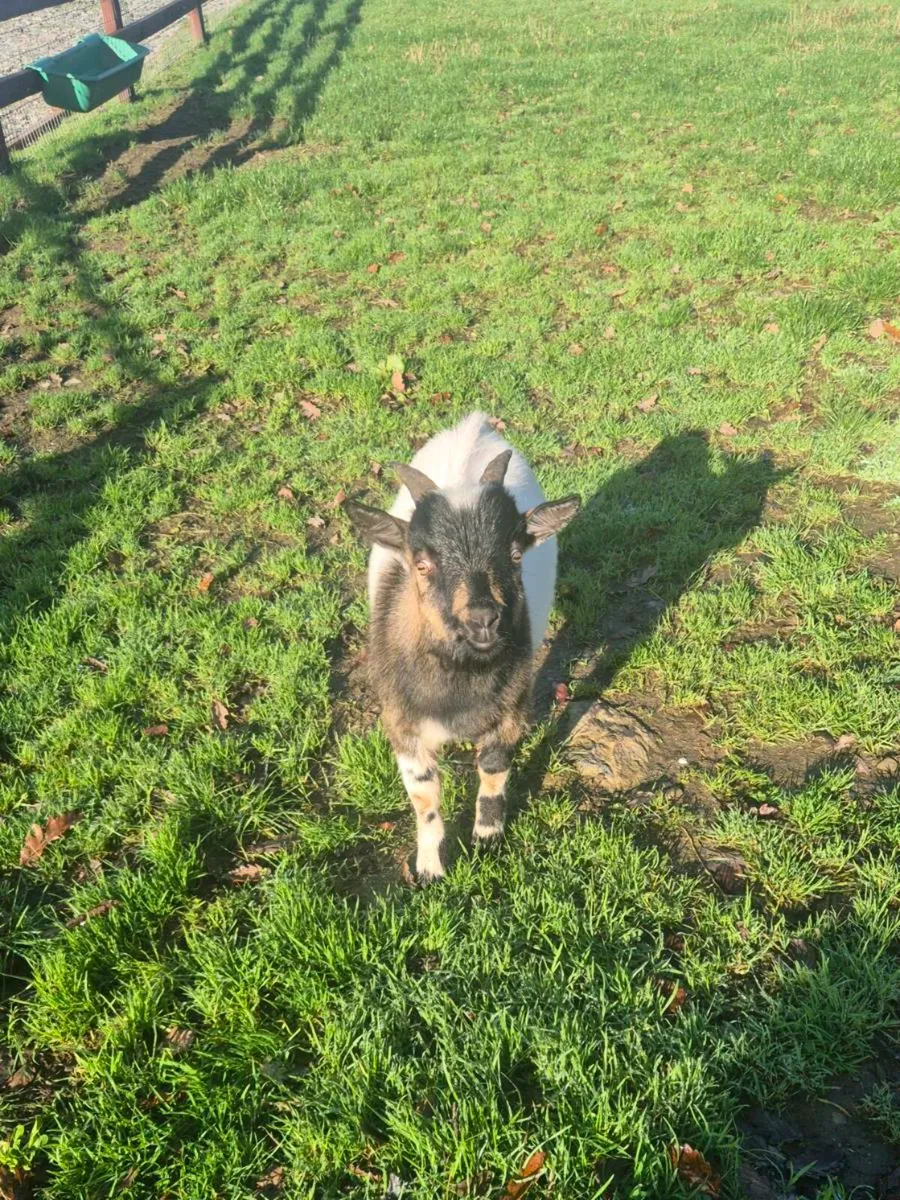 Pygmy puck kid - Image 2