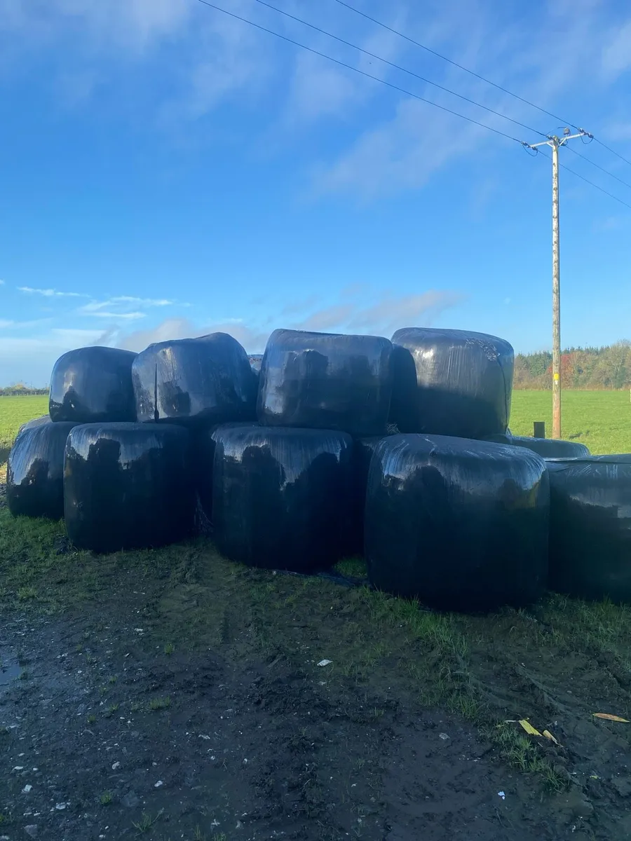 Silage Bales - Image 2