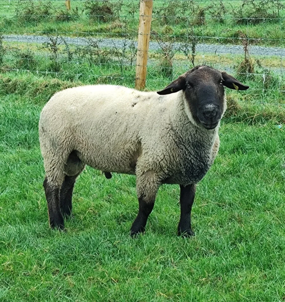 Suffolk Ram - Image 1