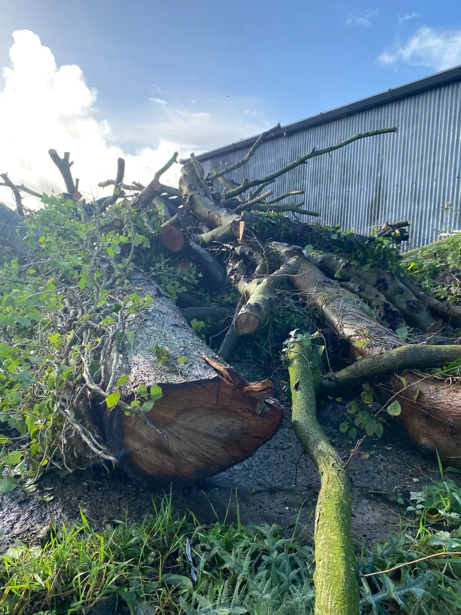 Timber for sale - Image 3