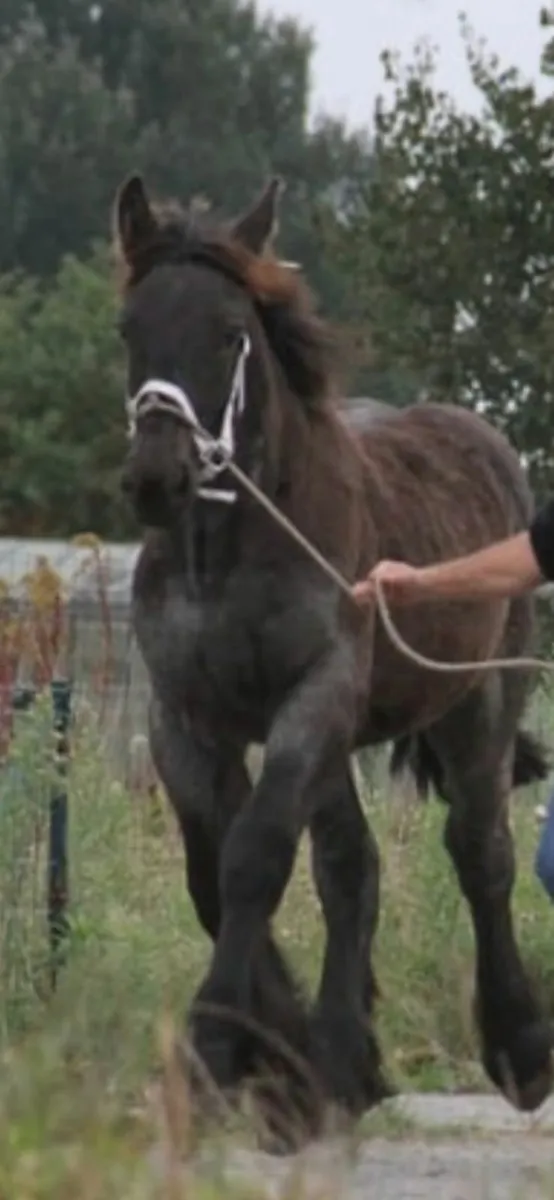 Blue Roan Draft colt - Image 4
