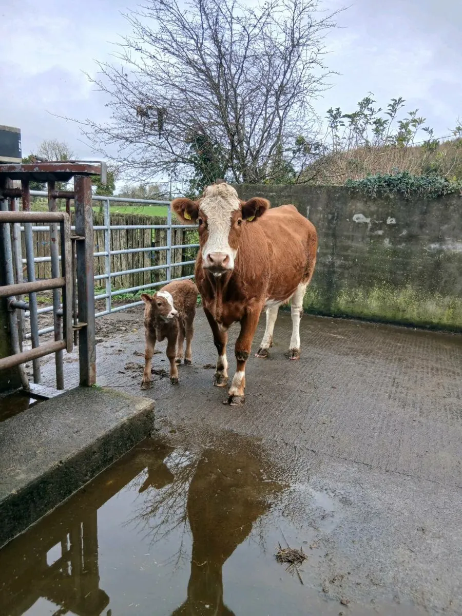 5 Star Calved heifer and calf - Image 3