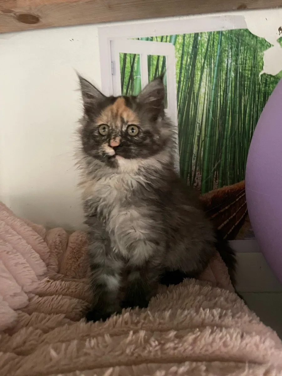 Maine coon kitten - Image 1