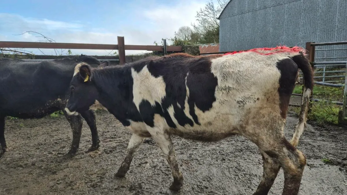 Crossbred dairy heifers - Image 2
