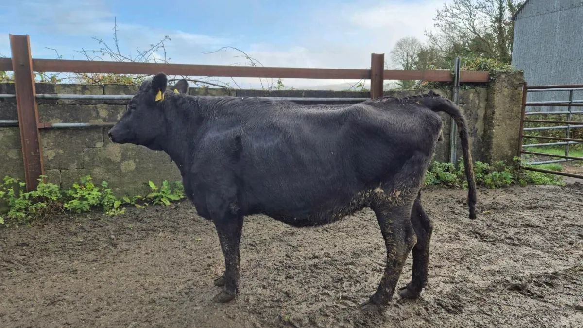 Crossbred dairy heifers - Image 1