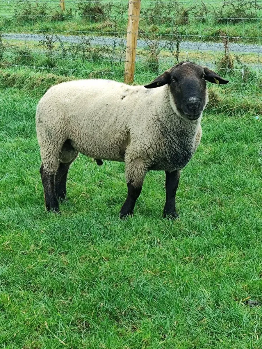 Suffolk Ram - Image 2