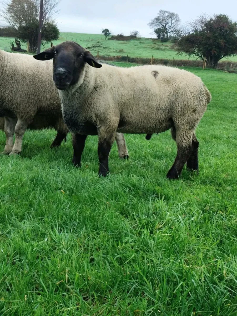 Suffolk Ram - Image 3