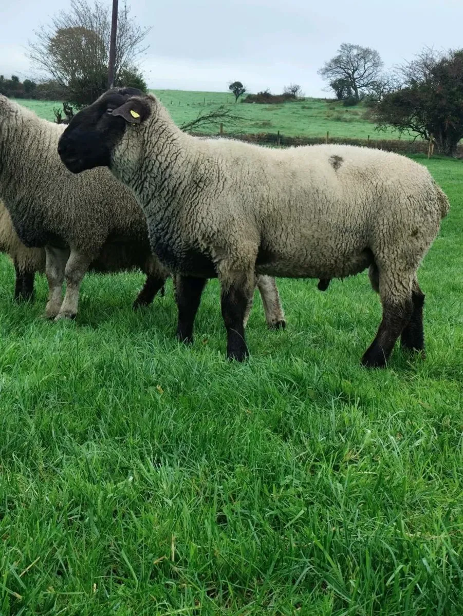 Suffolk Ram - Image 4