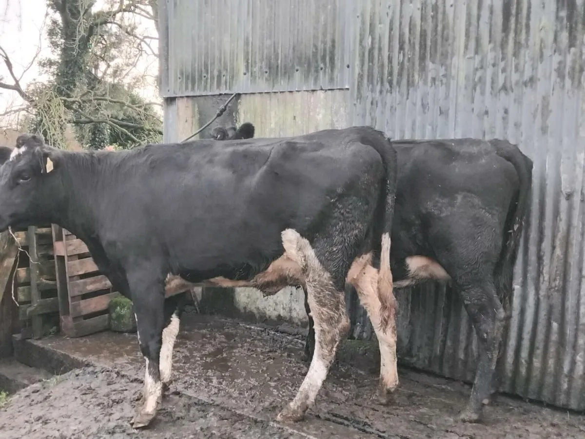 2 fresh calfed friesian heifers - Image 2