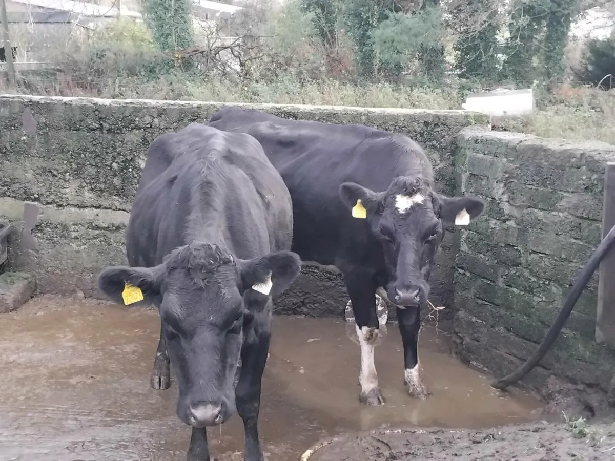 2 fresh calfed friesian heifers - Image 1