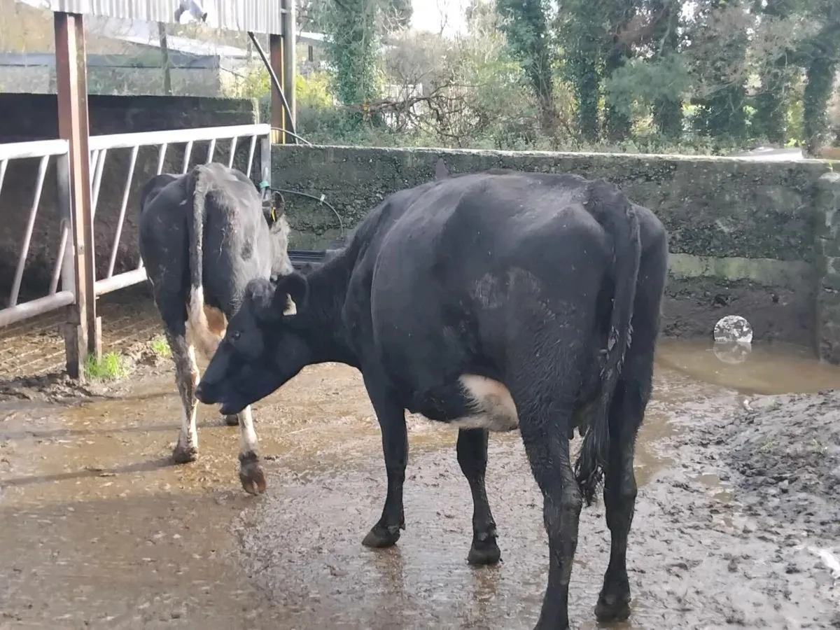 2 fresh calfed friesian heifers - Image 3