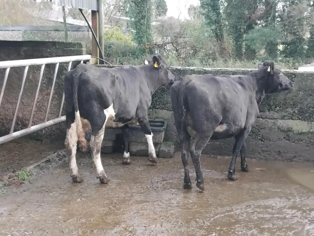 2 fresh calfed friesian heifers - Image 4