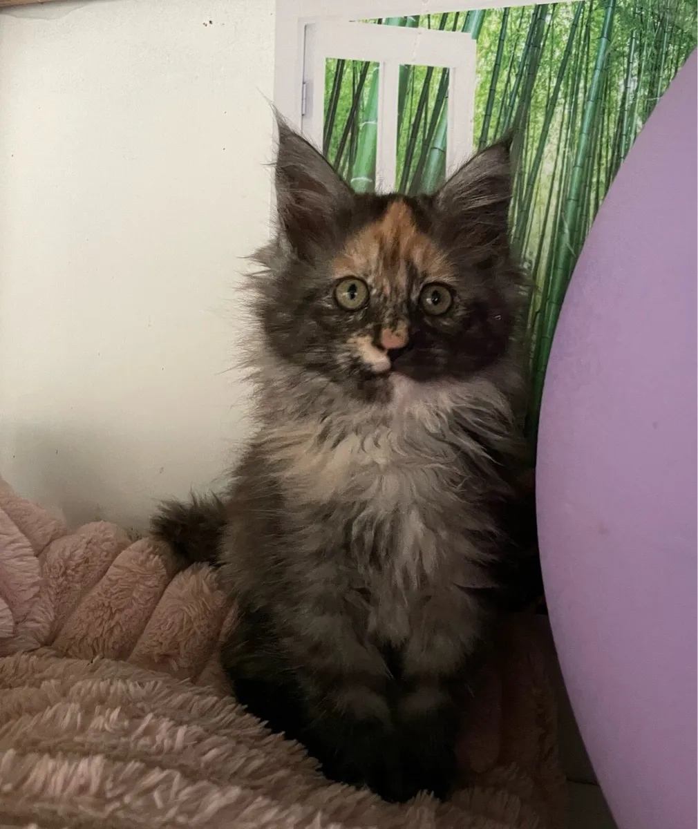 Maine coon kitten - Image 2
