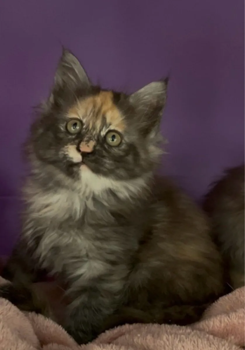 Maine coon kitten - Image 3