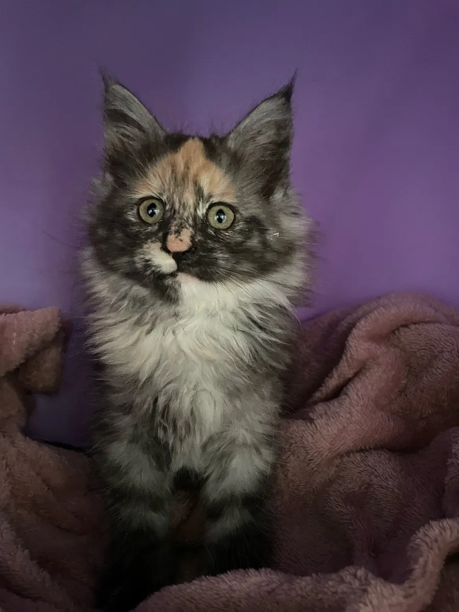 Maine coon kitten - Image 4