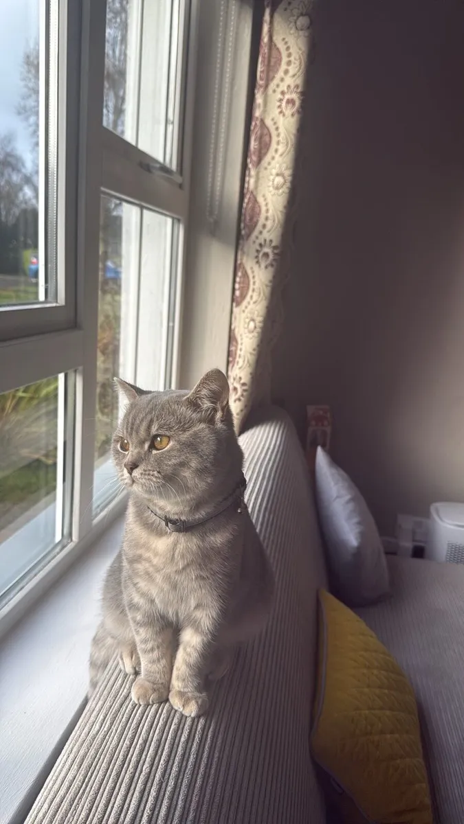 British Short hair Cat - Image 1