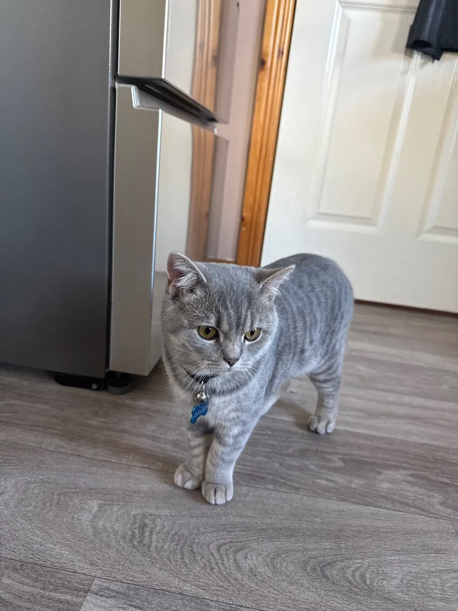 British Short hair Cat - Image 2