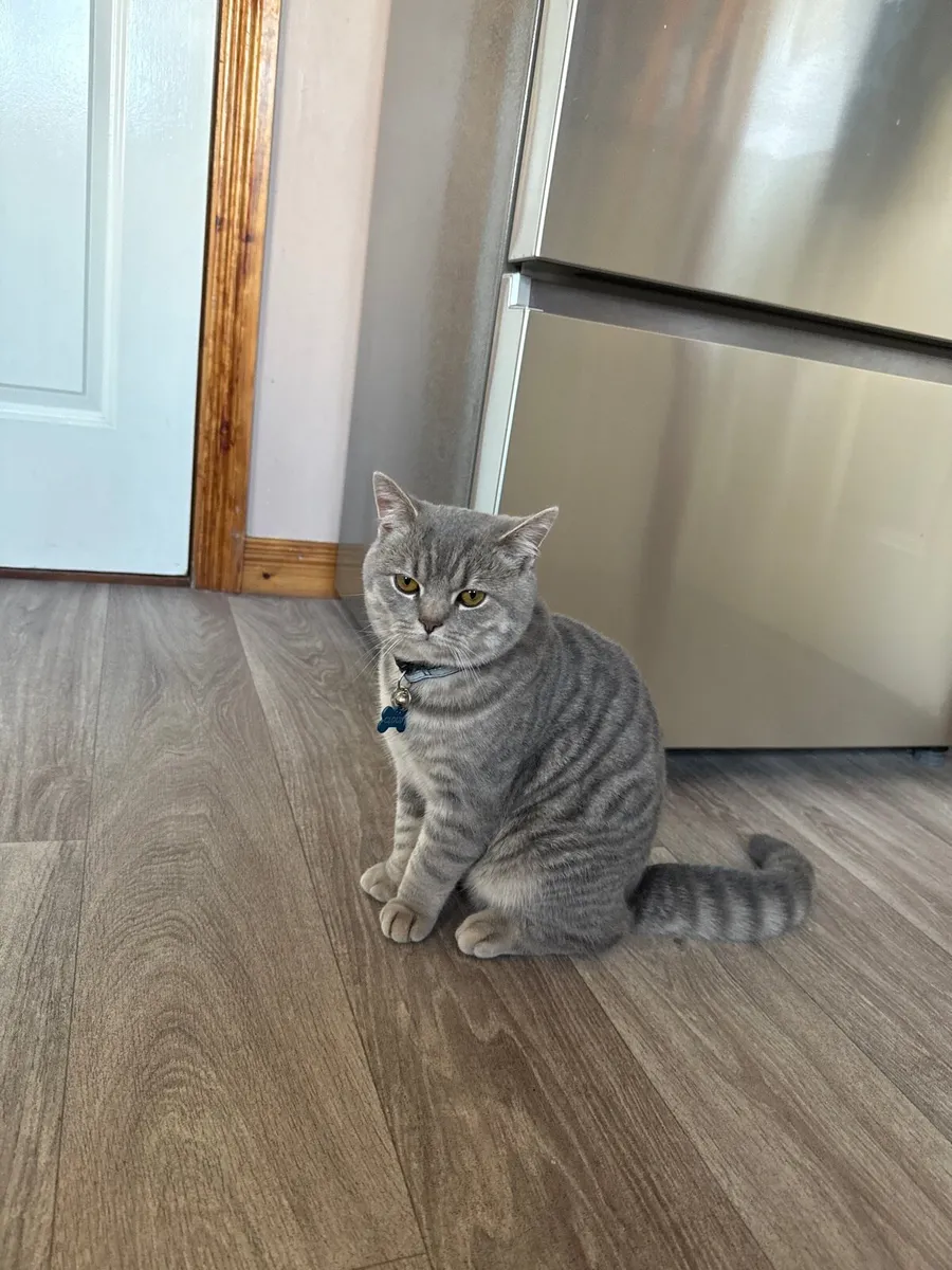 British Short hair Cat - Image 3