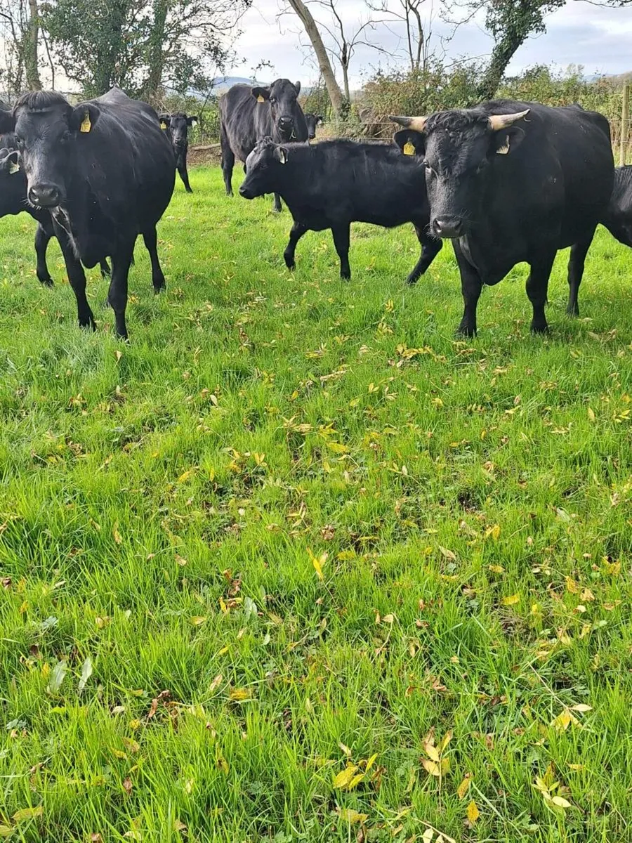 Kerry heifers